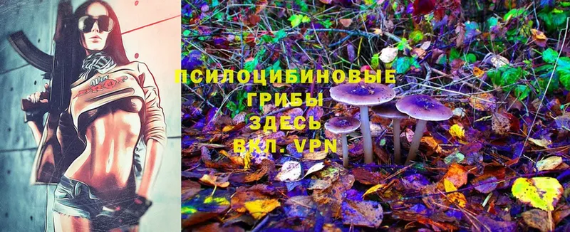 Псилоцибиновые грибы MAGIC MUSHROOMS  Новосибирск 